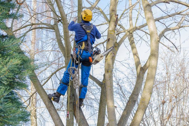 Professional Tree Removal in Utqiagvik, AK